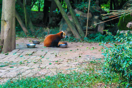 小熊猫