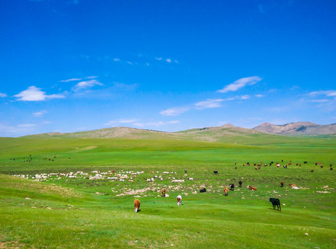 蒙古草原