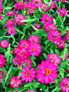 花