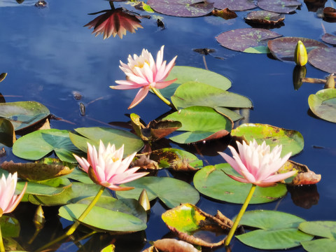 粉色莲花漂亮的莲花