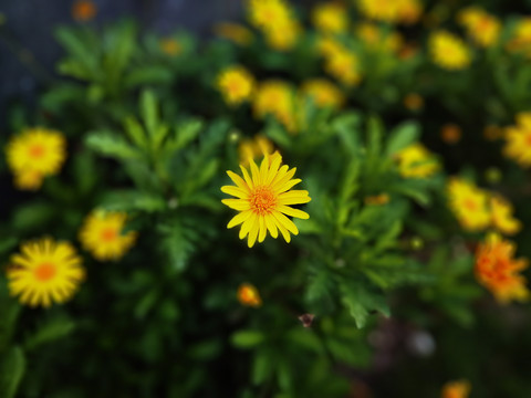 黄色的小菊花