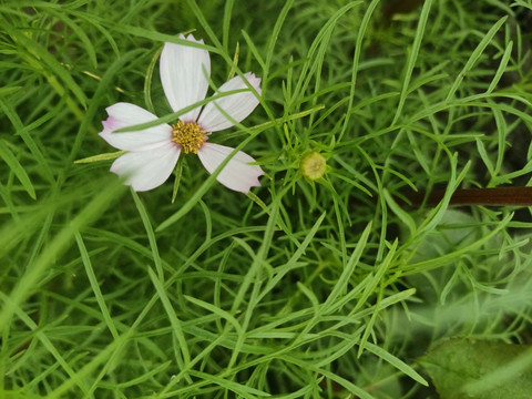 波斯菊