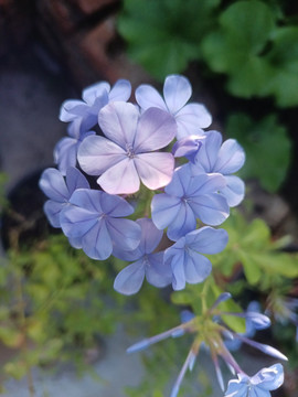 蓝雪花