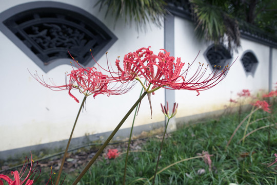 彼岸花