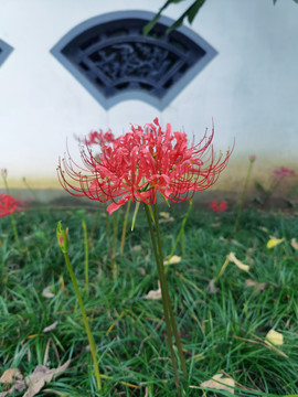 彼岸花