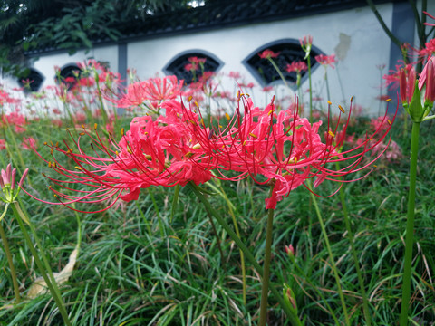 彼岸花