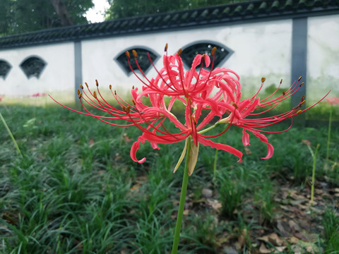 彼岸花