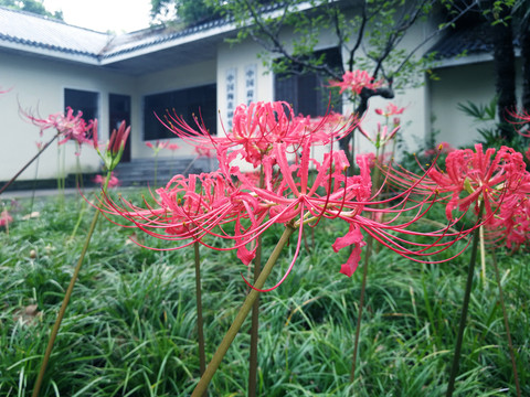 彼岸花