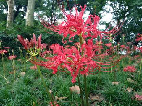 彼岸花