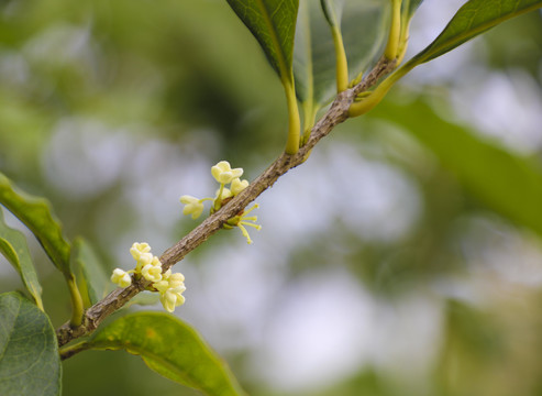 桂花枝