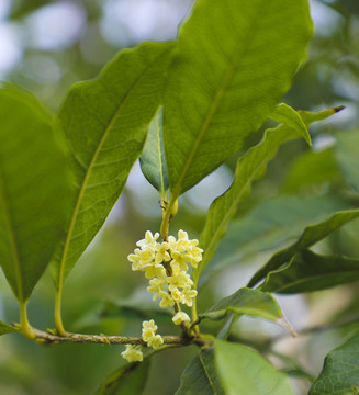 桂花