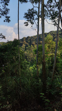 山林植被