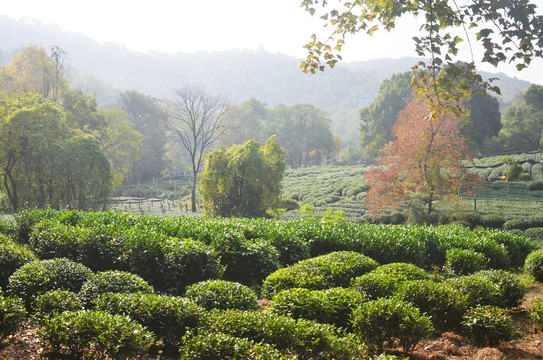 西湖龙井茶叶种植