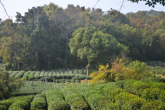 西湖龙井茶叶种植