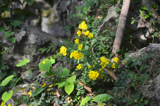 龙井野菊花