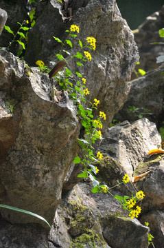 野菊花