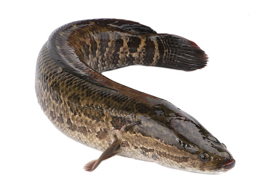 生鱼