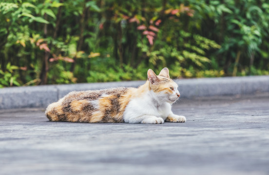 在室外的可爱小猫咪