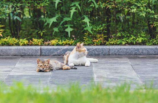 在室外的可爱小猫咪