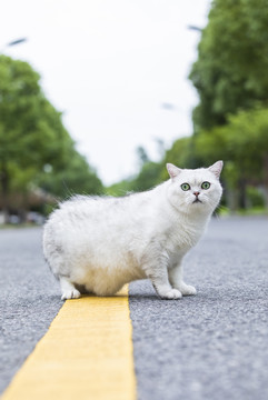 在室外的可爱小猫咪