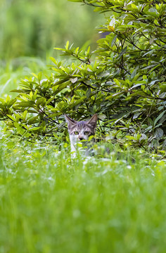 在室外的可爱小猫咪