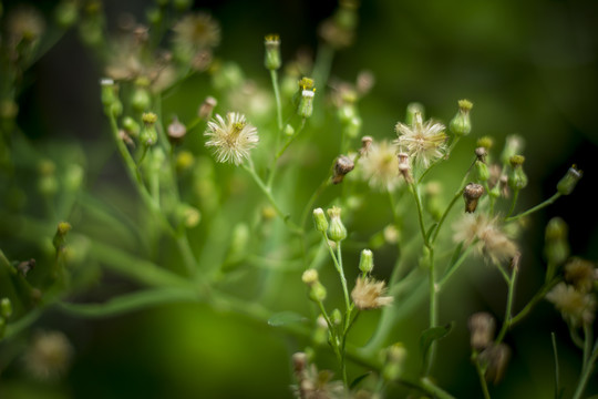 小蓬草