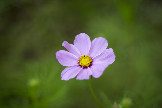 波斯菊