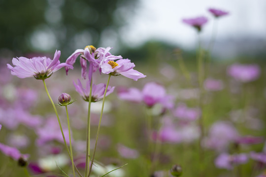 波斯菊