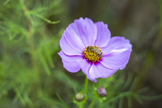 格桑花蜜蜂采蜜