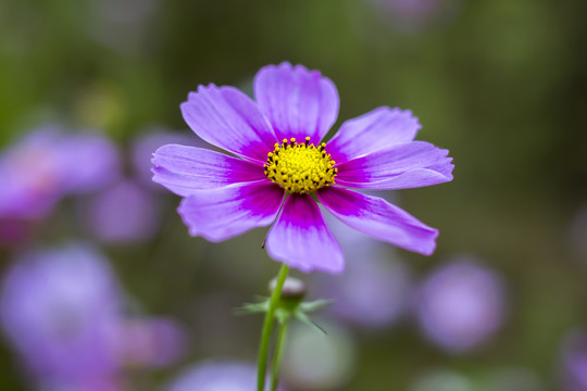 高清波斯菊格桑花秋英花特写