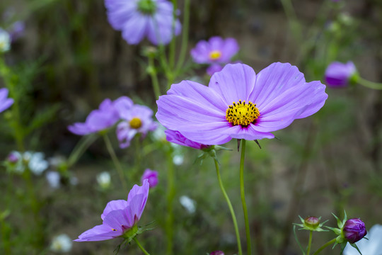 格桑花蜜蜂采蜜