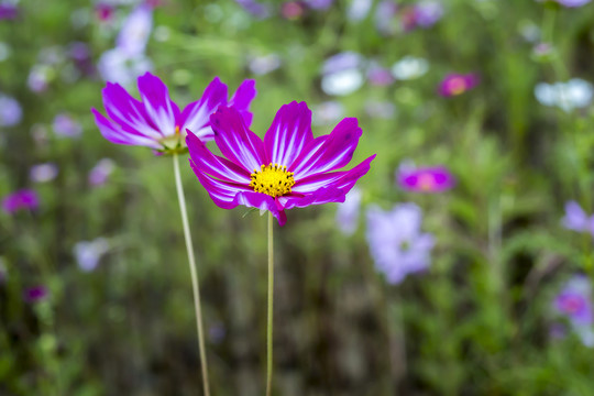 波斯菊