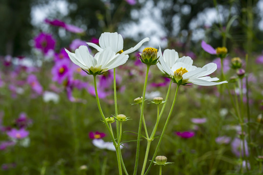 波斯菊