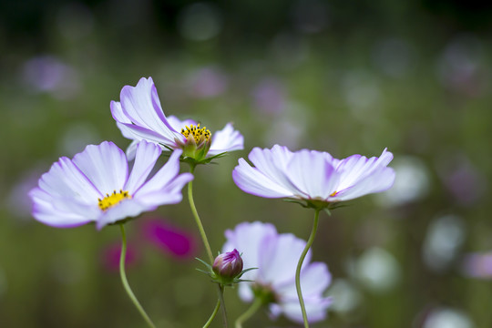 波斯菊