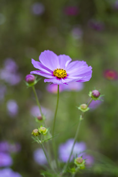 波斯菊