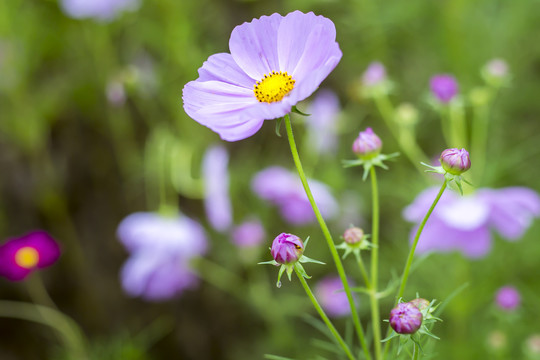 格桑花