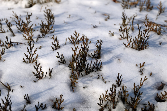 雪中柏树