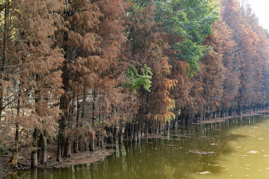 湿地水杉树林