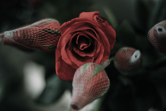 玫瑰花摄影