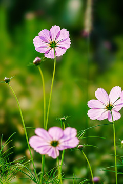 波斯菊