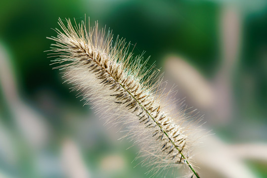 毛毛草