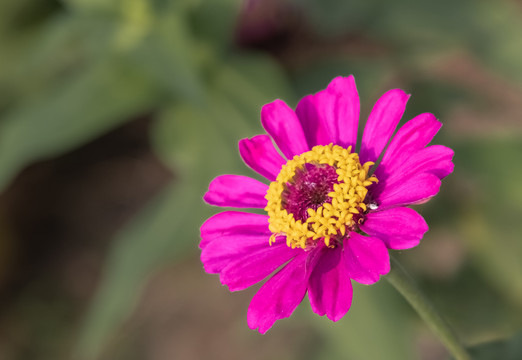 百日菊