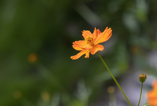 黄秋英花