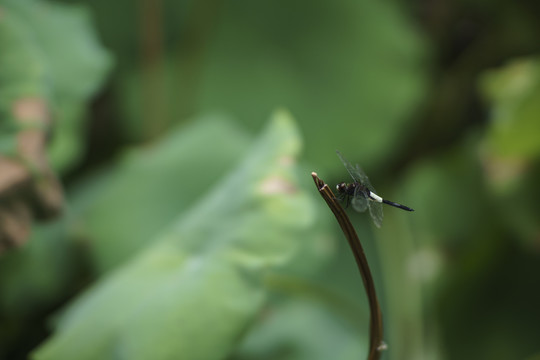 异色灰蜻