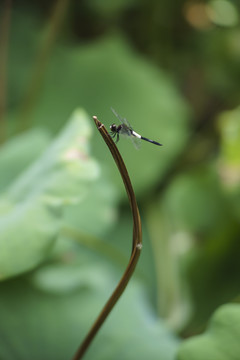 异色灰蜻