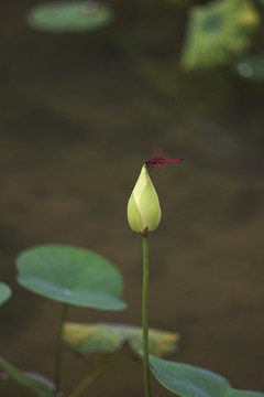 荷花花苞上的红蜻蜓