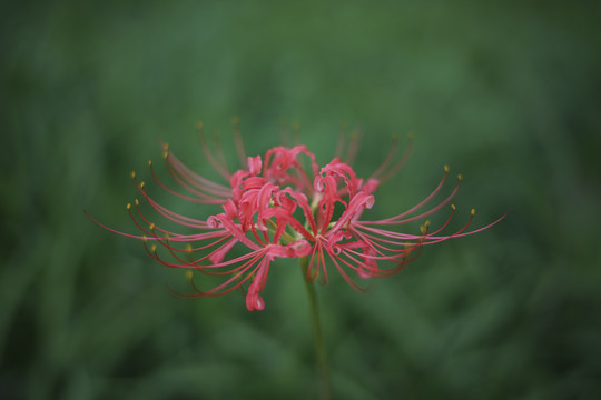 彼岸花