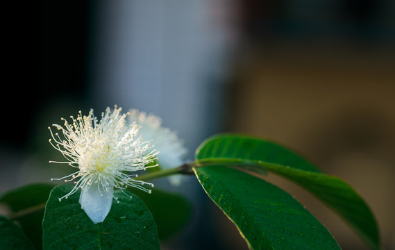 番石榴花