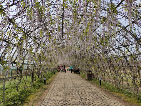 鲜花过道