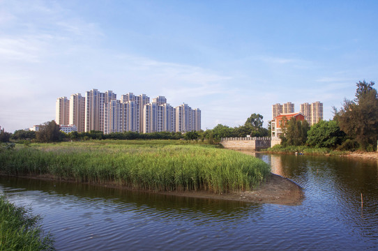 五里桥湿地风景